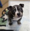 adoptable Dog in  vista, CA named AUDREY