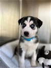 adoptable Dog in chula vista, ca, CA named BALTO