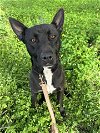 adoptable Dog in chula vista, ca, CA named BUDDY