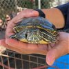 adoptable Turtle in vista, CA named A252220