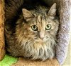 adoptable Cat in vista, CA named SAMSARA