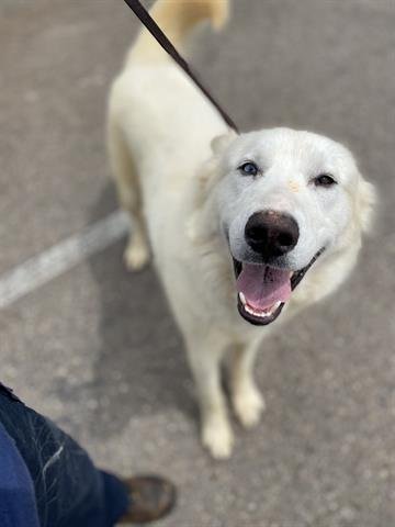 adoptable Dog in Chula Vista, CA named ALARIC