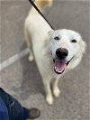 adoptable Dog in chula vista, CA named ALARIC