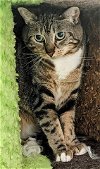 adoptable Cat in vista, CA named PHARAH