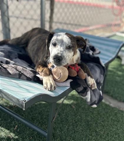 adoptable Dog in Chula Vista, CA named SPECKLE