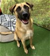 adoptable Dog in vista, CA named ROSCO