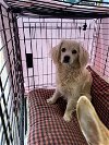adoptable Dog in vista, CA named LILO