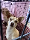 adoptable Dog in vista, CA named STITCH