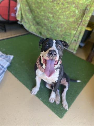 adoptable Dog in Chula Vista, CA named CREDO