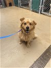 adoptable Dog in vista, CA named TEDDY