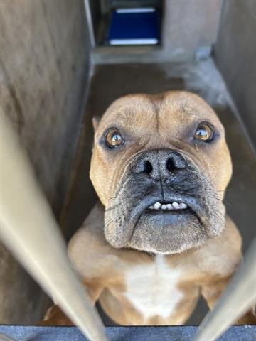 adoptable Dog in Chula Vista, CA named LOLITA