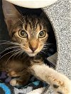 adoptable Cat in vista, CA named TULLA