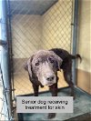 adoptable Dog in vista, CA named KONA