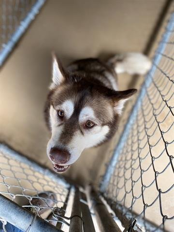 adoptable Dog in Chula Vista, CA named FLINT