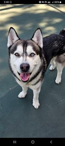 adoptable Dog in Chula Vista, CA named HANK