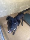 adoptable Dog in  named RALPH