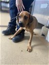 adoptable Dog in vista, CA named A252914