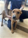 adoptable Dog in vista, CA named A252915