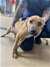 adoptable Dog in vista, CA named A252916