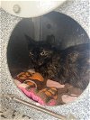 adoptable Cat in la, CA named JENNEY