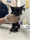 adoptable Cat in vista, CA named A252678