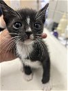 adoptable Cat in vista, CA named A252681
