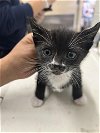 adoptable Cat in vista, CA named A252682