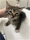 adoptable Cat in vista, CA named A252902