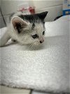 adoptable Cat in vista, CA named A252903