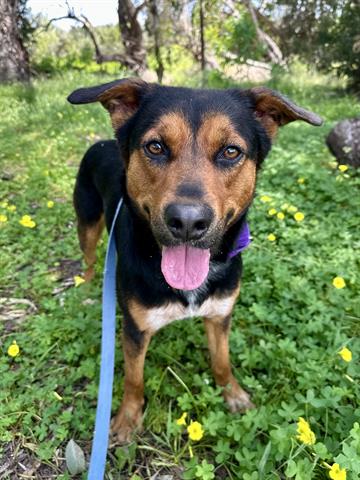 adoptable Dog in Chula Vista, CA named FLOKI