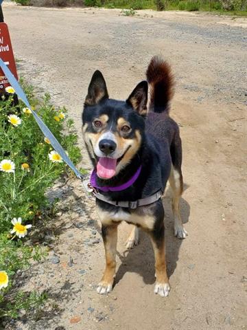 adoptable Dog in Chula Vista, CA named FALCO