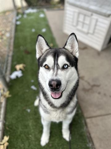 adoptable Dog in Chula Vista, CA named HANK