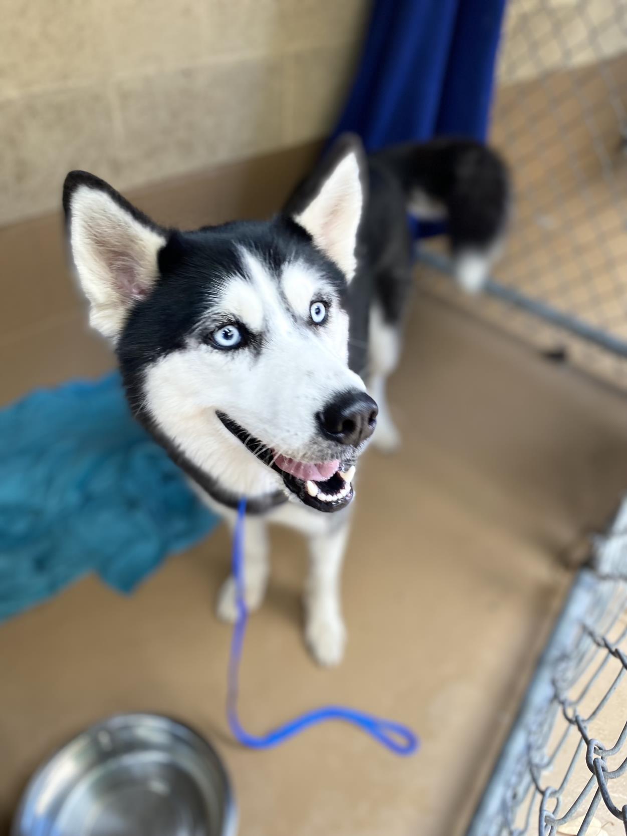 adoptable Dog in Chula Vista, CA named PORSHE