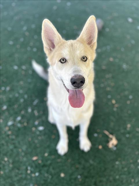 adoptable Dog in Chula Vista, CA named KYLO