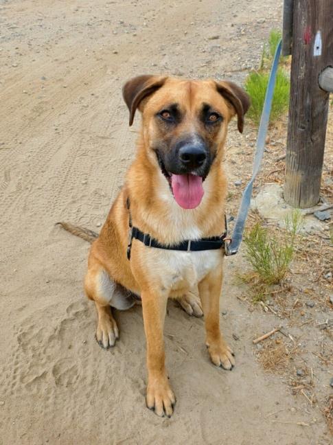 adoptable Dog in Chula Vista, CA named ROSCO