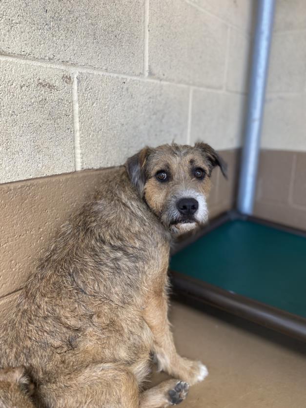 adoptable Dog in Chula Vista, CA named BUTTERCUP