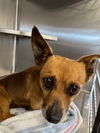 adoptable Dog in Chula Vista, CA named JASPER