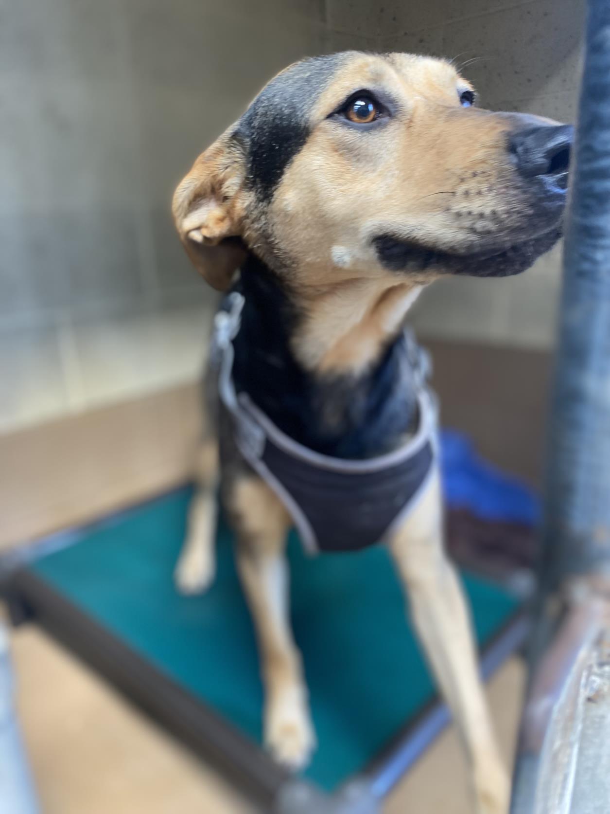 adoptable Dog in Chula Vista, CA named MORGAN