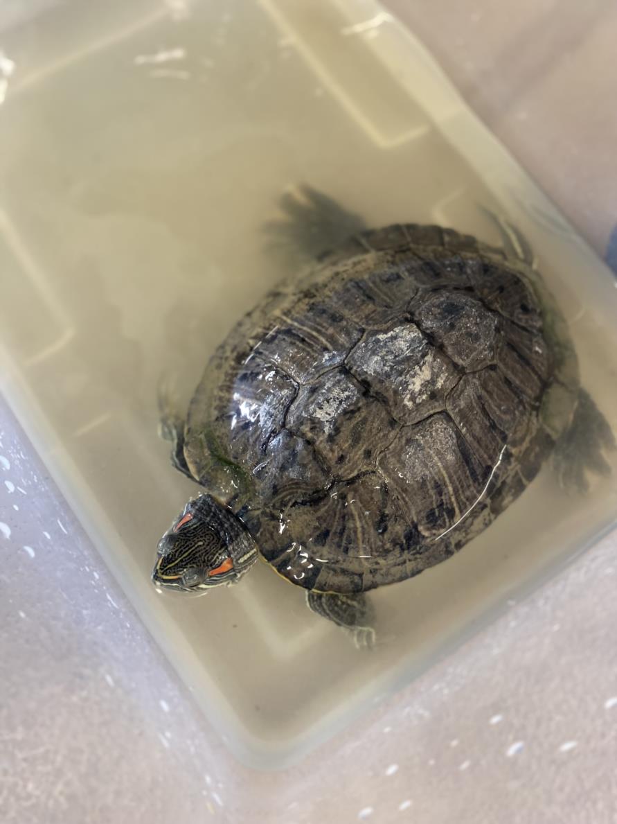 adoptable Turtle in Chula Vista, CA named A255812