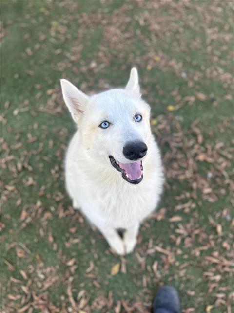 adoptable Dog in Chula Vista, CA named GOOBER