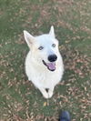 adoptable Dog in Chula Vista, CA named GOOBER