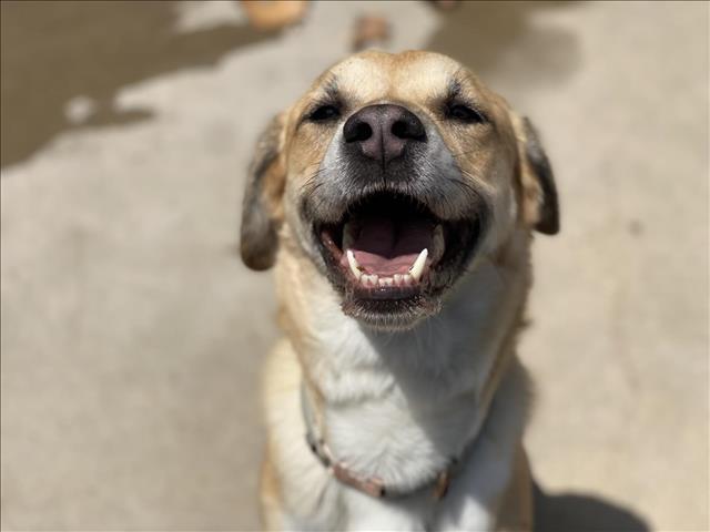 adoptable Dog in Chula Vista, CA named JUNIPER