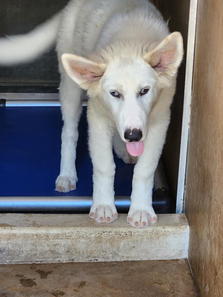 adoptable Dog in Chula Vista, CA named SHIRO