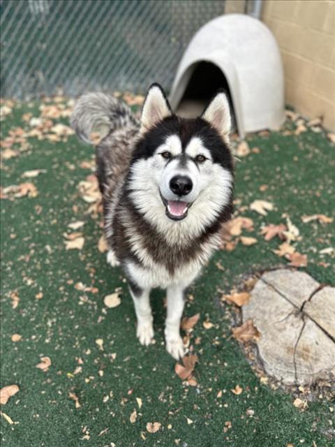 adoptable Dog in Chula Vista, CA named CELESTE