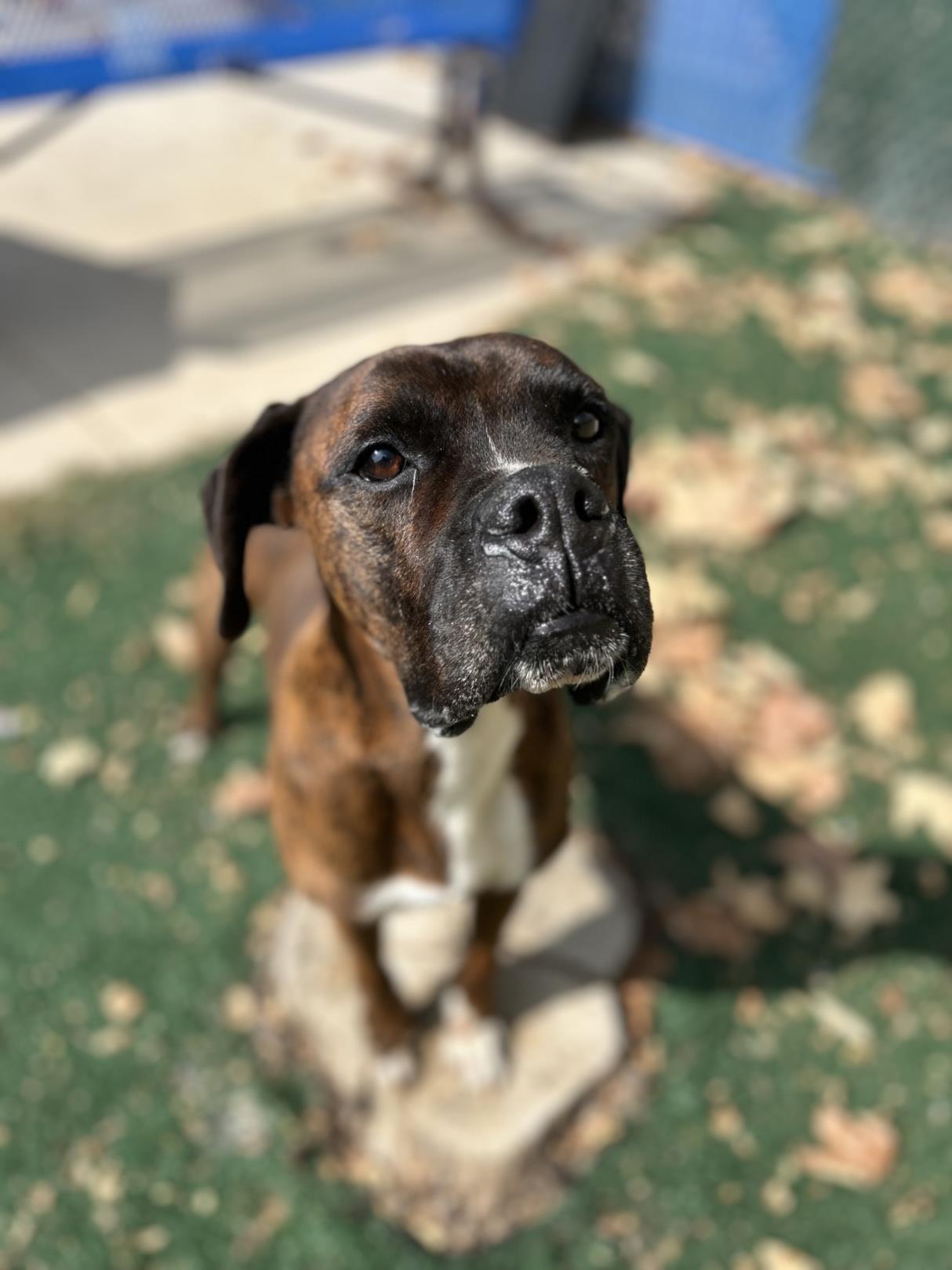 adoptable Dog in Chula Vista, CA named WINSTON