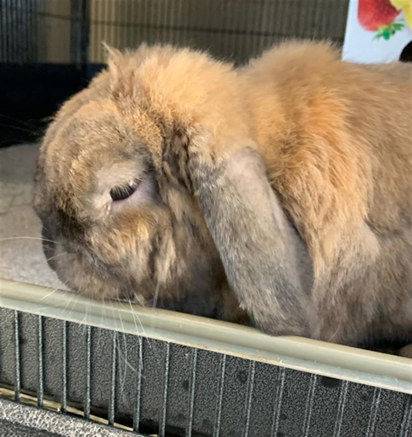 adoptable Rabbit in Chula Vista, CA named COCO