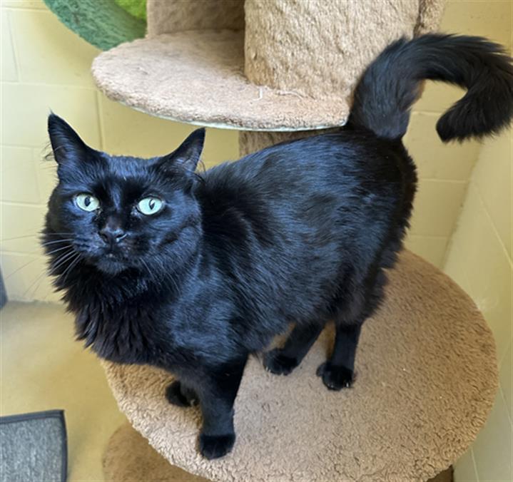 adoptable Cat in Chula Vista, CA named TAZ