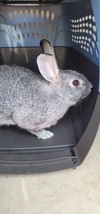 adoptable Rabbit in  named CHINA