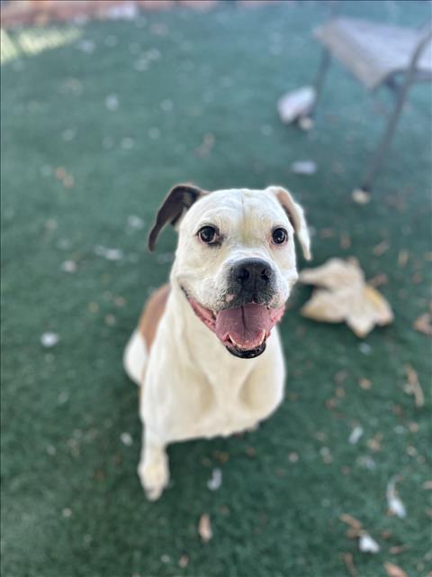 adoptable Dog in Chula Vista, CA named RUSELL