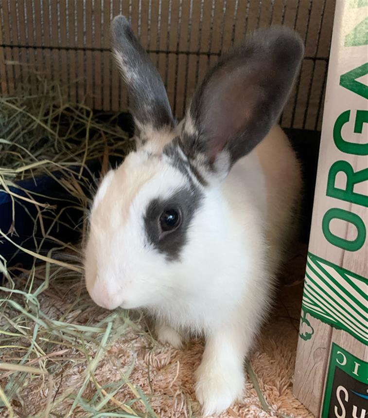 adoptable Rabbit in Chula Vista, CA named RHINO